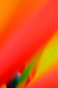 Luis Marin - Tropical Vibes 6 - 72x102 - Fotografia - Papel