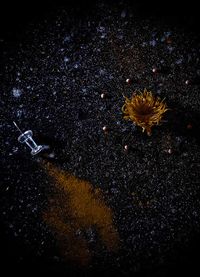 Yin Bunker - Universo - 50x70 - Fotogrfia - Papel (1)