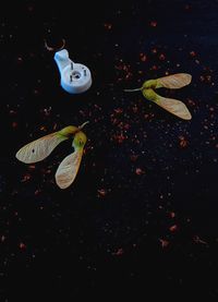 Yin Bunker - Universo - 50x70 - Fotogrfia - Papel (14)